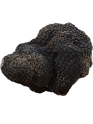 Truffe noire fraîche Uncinatum