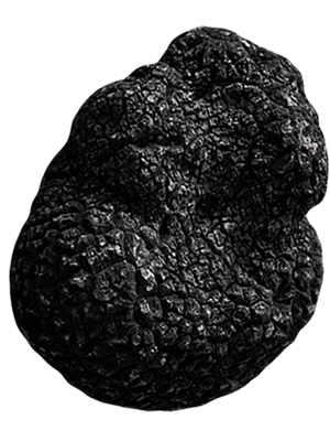 Truffe noire fraîche d'hiver Melanosporum 50g environ (Commande mini 200g)