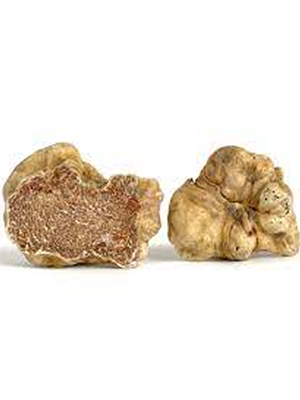 Truffe blanche fraîche 100g environ (Commande mini 100g)